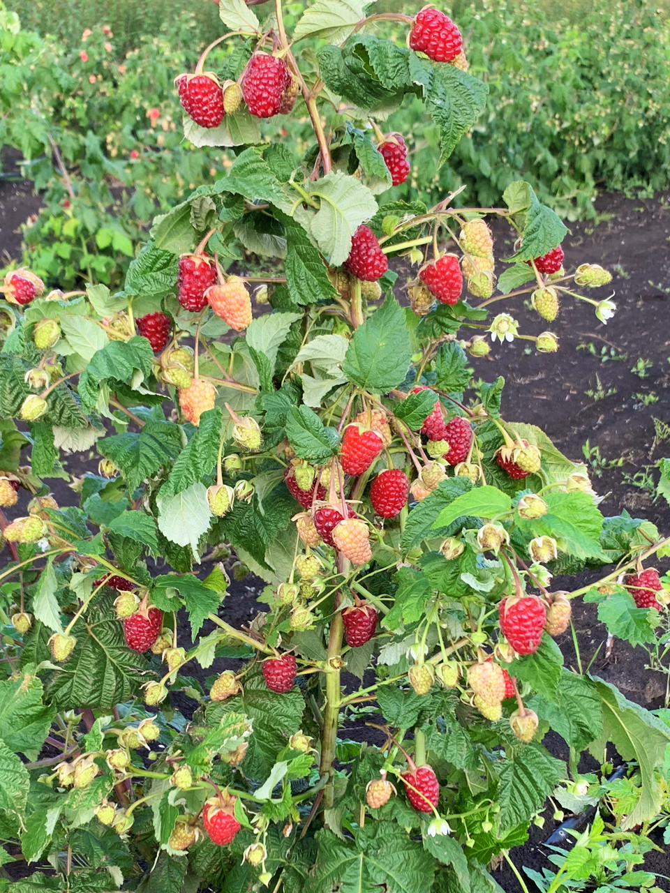 Купить Малину Ремонтантную Оптом В Беларуси Сегодня